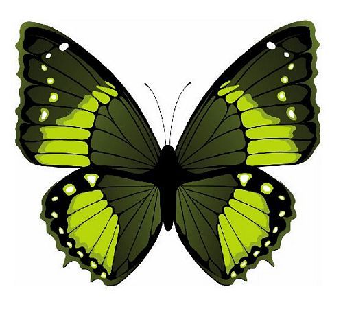 Aufkleber Sticker Schmetterling grün